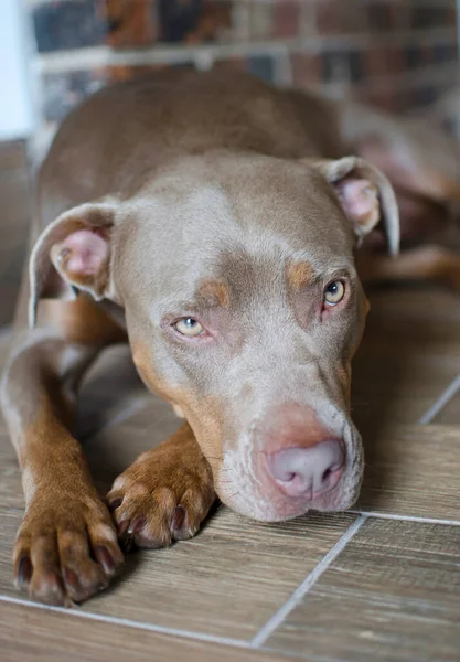 Yerde yatan boğa köpek portresi gibi. İnsanın en iyi arkadaşları evde yorgun, üzgün ve yalnız görünüyor. Staffordshire Pitbull Terrier köpeği.