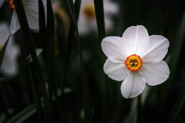 Bahar zamanı beyaz narsisli çiçeği kapat