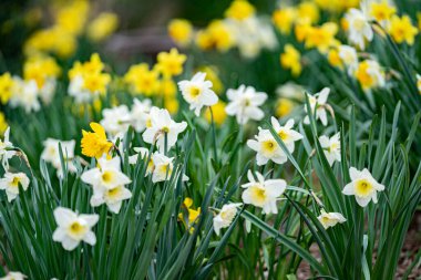 Bahar zamanı beyaz narsisli çiçeği kapat 