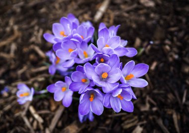 İlkbaharda kardamlalarını kapat 