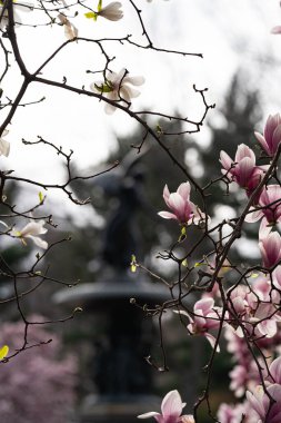 Manolya çiçeği pembe çiçek rengi