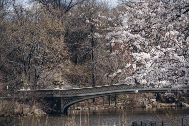 New York City, New York / ABD - 25 Nisan 2020: New York City, Manhattan 'da Central Park' ta çiçek açtı. Pembe sakura çiçeği. Pembe manolya çiçekleri.