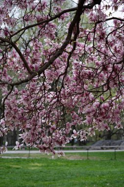 Manolya çiçeği pembe çiçek rengi