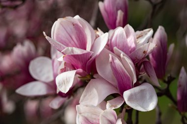 Manolya çiçeği pembe çiçek rengi