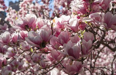 Manolya çiçeği çiçek, pembe renk.