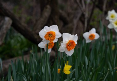 Bahar zamanı beyaz narsisli çiçeği kapat 