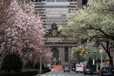 New York City, New York / ABD - 28 Mart 2020: Salgın sırasında boş şehir yolu kapatma, bahar mevsiminde sokaklarda manolya çiçekleri açan insan yok
