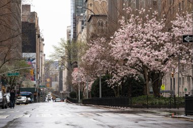 New York City, New York / ABD - 28 Mart 2020: Salgın sırasında boş şehir yolu kapatma, bahar mevsiminde sokaklarda manolya çiçekleri açan insan yok