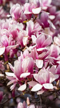 Manolya çiçeği pembe çiçek rengi