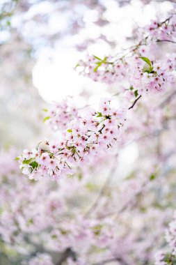 İlkbaharda parkta kiraz çiçeğinin kapağını kapat. 