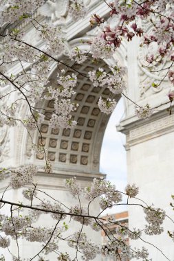 New York City, New York / ABD - 6 Nisan 2020 New York City 'de bahar zamanı kiraz çiçekli Washington Square Park kemeri