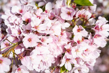 Pembe kiraz çiçekleri kapanıyor. Park 'taki Sakura pembe yaprakları. Mikro fotoğrafçılık