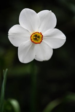 Bahar zamanı beyaz çiçekleri kapat