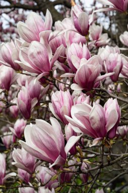 Manolya çiçeği pembe çiçek rengi