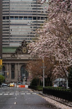 New York City, New York / ABD - 28 Mart 2020: Salgın sırasında boş şehir yolu kapatma, bahar mevsiminde sokaklarda manolya çiçekleri açan insan yok