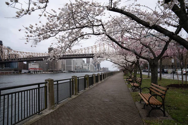 Nova York Nova York Eua Abril 2020 Flor Cerejeira Ponte — Fotografia de Stock