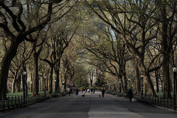 New York City, New York / USA - April 2 2020: empty Central Park alley in New York City during pandemic outbreak coronavirus in America