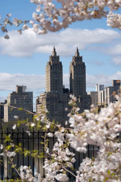 ニューヨーク アメリカ 2020年4月25日 花はマンハッタンのニューヨーク市中央公園にあります ピンクの桜 ピンクのマグノリアの花 — ストック写真