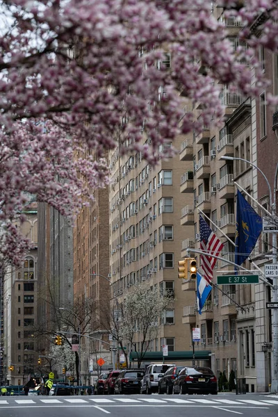 New York City, New York / ABD - 28 Mart 2020: Salgın sırasında boş şehir yolu kapatma, bahar mevsiminde sokaklarda manolya çiçekleri açan insan yok
