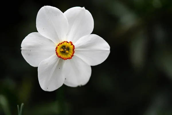 Sluiten Witte Bloemen Het Voorjaar — Stockfoto