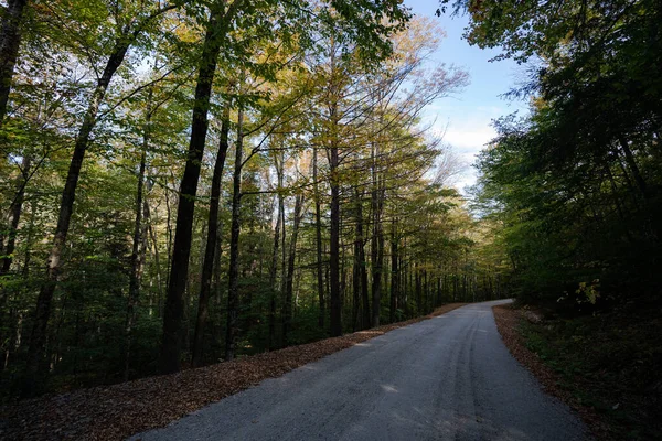 Weg Het Bos — Stockfoto