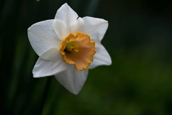 Закрыть Белый Цветок Нарцисса Весной — стоковое фото