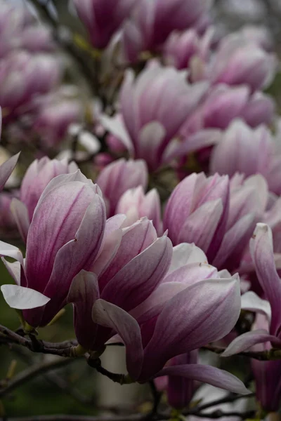 Magnolia Bloem Bloesem Roze Kleur — Stockfoto