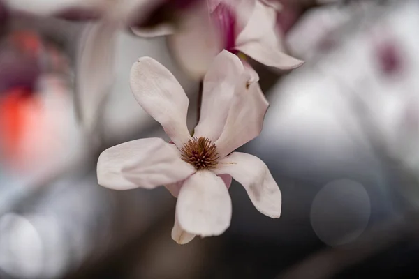Magnolia Flower Blossom Pink Color — Stock Photo, Image