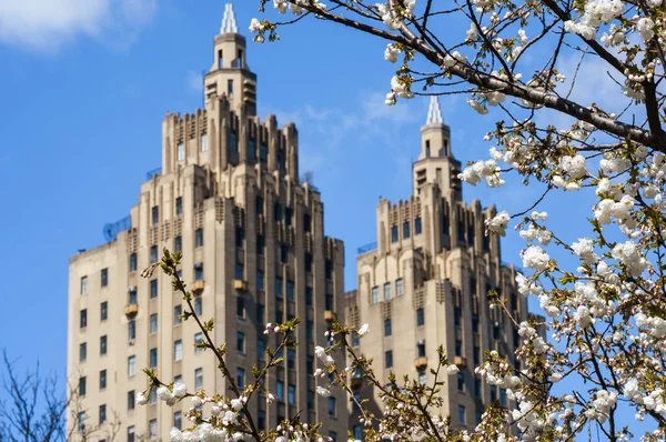 New York City, New York / ABD - 25 Nisan 2020: New York City, Manhattan 'da Central Park' ta çiçek açtı. Pembe sakura çiçeği. Pembe manolya çiçekleri.