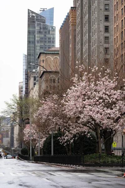 New York City, New York / ABD - 28 Mart 2020: Salgın sırasında boş şehir yolu kapatma, bahar mevsiminde sokaklarda manolya çiçekleri açan insan yok