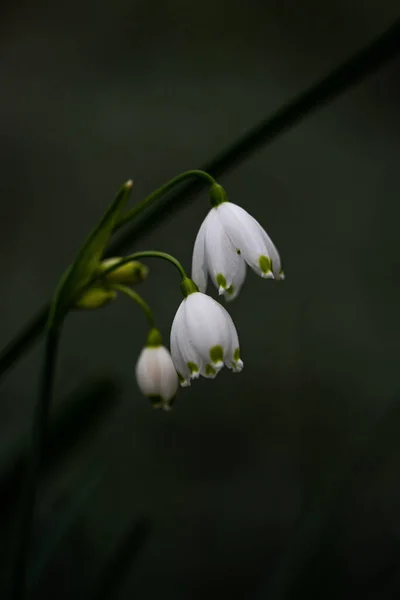 Close White Lily Valley Flower Spring Time — Stock Photo, Image