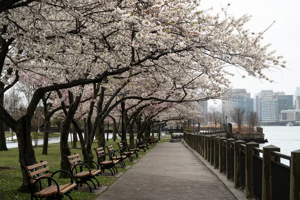 2020年4月17日 春のニューヨーク市ルーズベルト島の桜とクイーンズボロ橋 — ストック写真