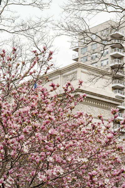 2020年4月6日 ニューヨーク市の春に桜とモクレンが咲き乱れるワシントン スクエア パーク マンハッタン — ストック写真