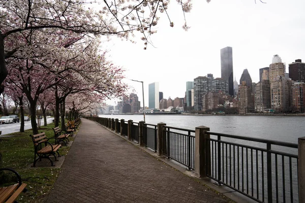 New York City New York Usa April 2020 Cherry Blossom — Stock Photo, Image