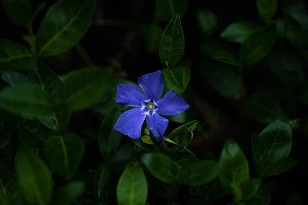 Close Blue Flower Spring Time — Stock Photo, Image