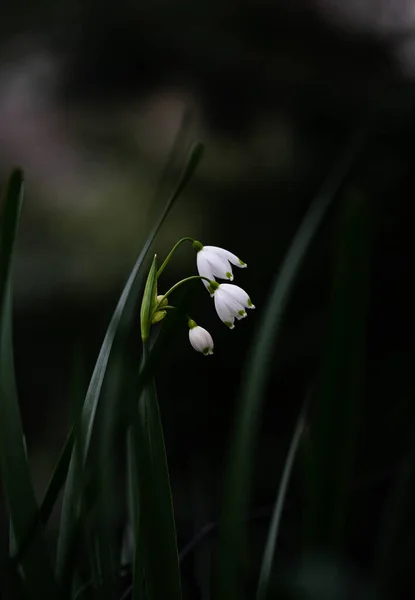 Close White Lily Valley Flower Spring Time — Stock Photo, Image