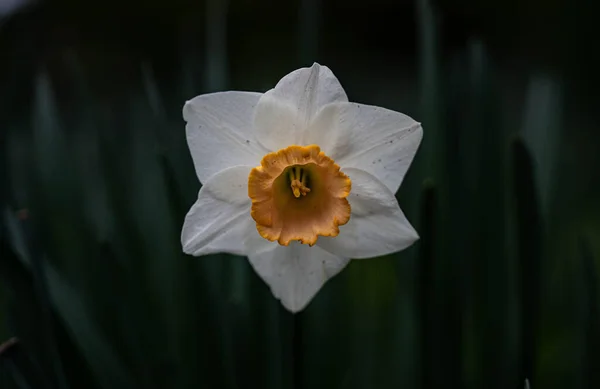 Close Flor Narciso Branco Primavera — Fotografia de Stock