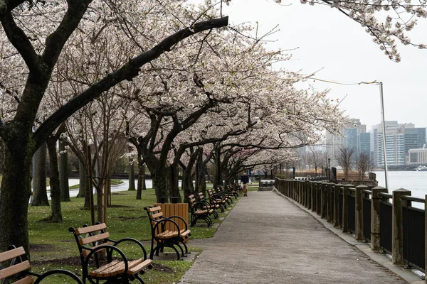 2020年4月17日 春のニューヨーク市ルーズベルト島の桜とクイーンズボロ橋 — ストック写真