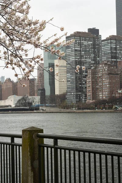 2020年4月17日 春のニューヨーク市ルーズベルト島の桜とクイーンズボロ橋 — ストック写真