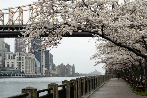 2020年4月17日 春のニューヨーク市ルーズベルト島の桜とクイーンズボロ橋 — ストック写真