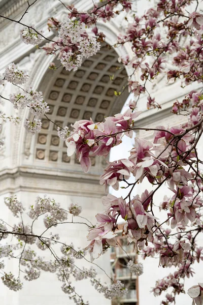 New York City, New York / ABD - 6 Nisan 2020: New York City 'de bahar zamanı kiraz ve manolya çiçekli Washington Square Park kemeri