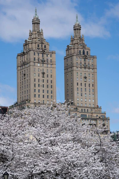 New York City, New York / ABD - 25 Nisan 2020: New York City, Manhattan 'da Central Park' ta çiçek açtı. Pembe sakura çiçeği. Pembe manolya çiçekleri.