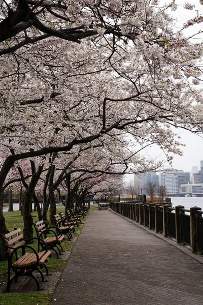 美国纽约州纽约市 2020年4月17日 纽约市罗斯福岛上的樱花桥和皇后桥 — 图库照片