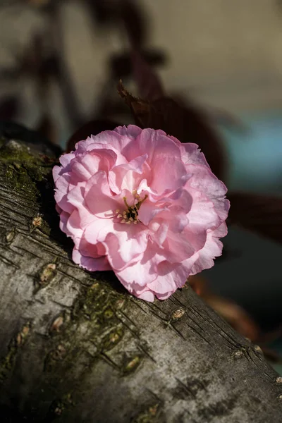 Pink Cherry Blossom Flowers Close Sakura Pink Petals Park Micro — Stock Photo, Image