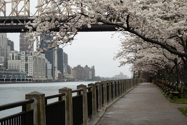 2020年4月17日 春のニューヨーク市ルーズベルト島の桜とクイーンズボロ橋 — ストック写真