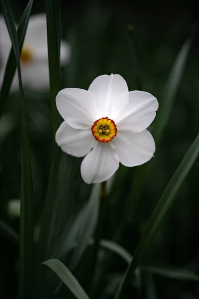 Закрыть Белый Цветок Нарцисса Весной — стоковое фото