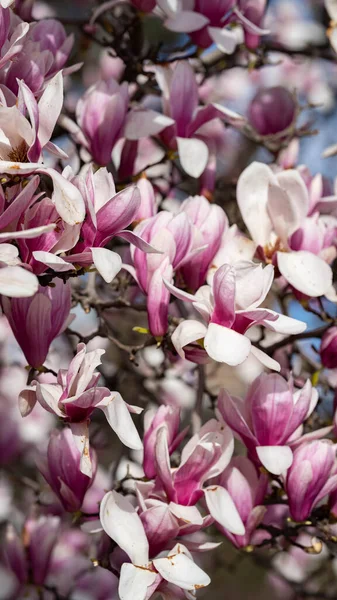 Magnolia Kwiat Kwiat Różowy Kolor — Zdjęcie stockowe
