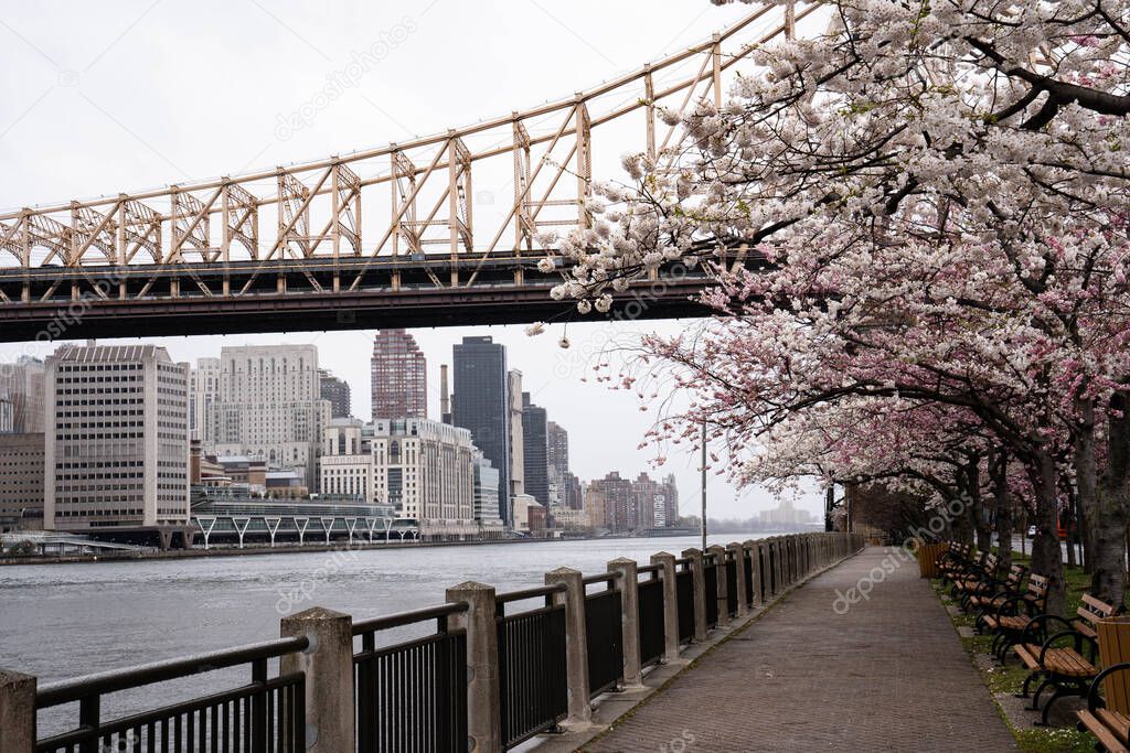 New York City, New York / USA - April 17 2020: Cherry blossom and Queensborough bridge in Roosevelt island in New York City at spring time