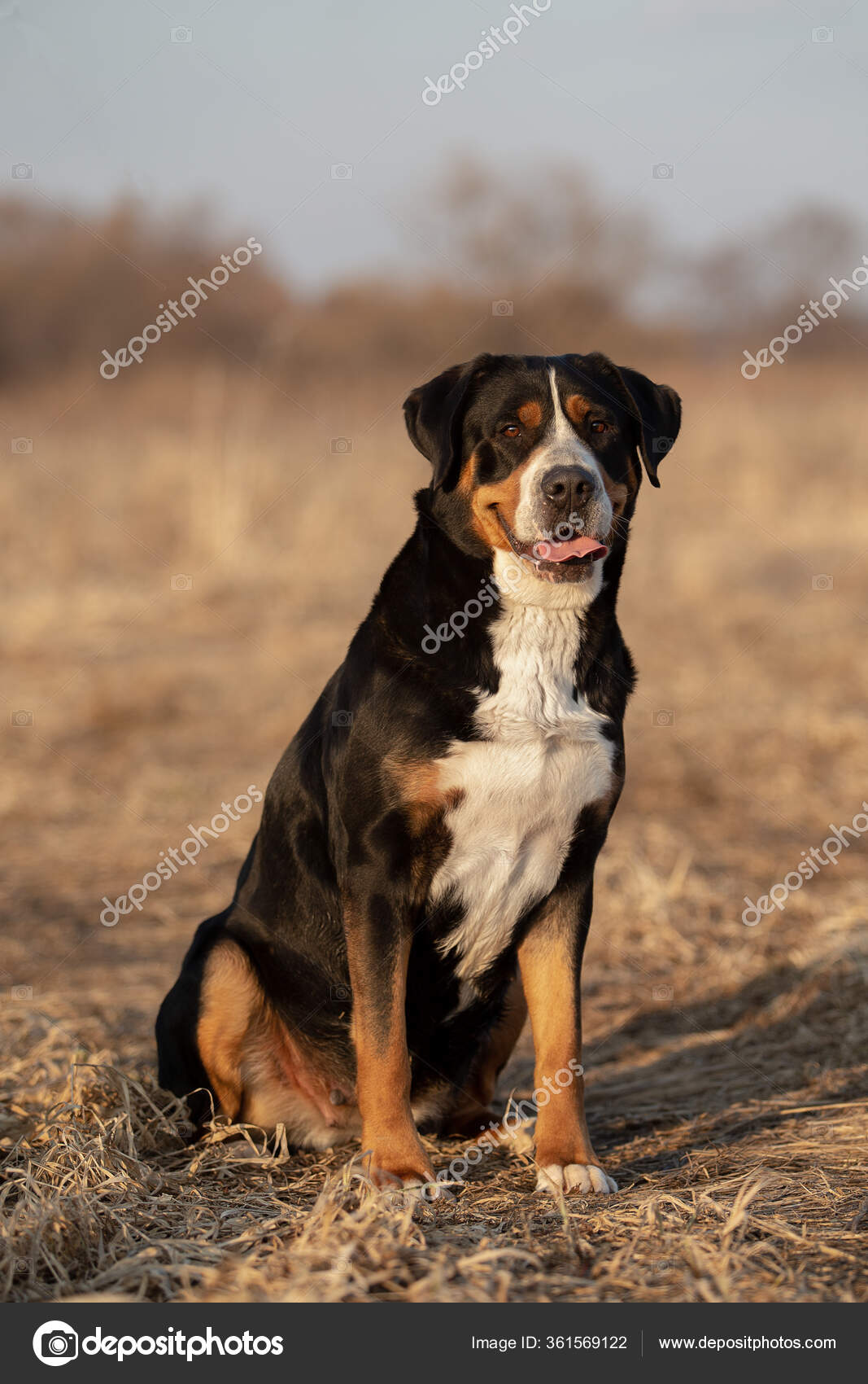 Grand Bouvier Suisse Images Libres De Droit Photos De Grand Bouvier Suisse Depositphotos Grand Bouvier Suisse Images Libres De Droit Photos De Grand Bouvier Suisse Depositphotos