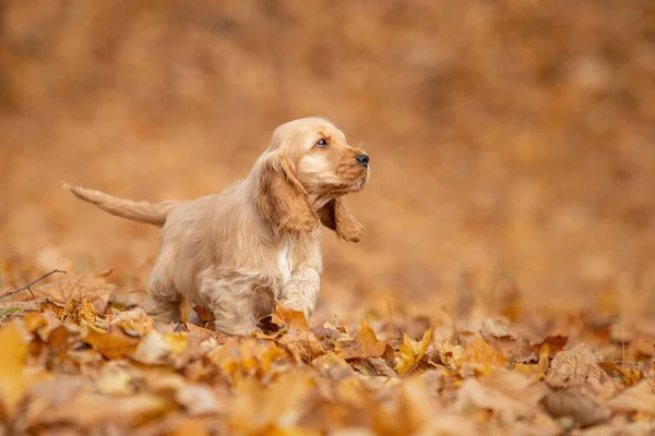 Carino Cucciolo Spaniel Inglese Nel Parco Autunnale Colore Rosso — Foto Stock